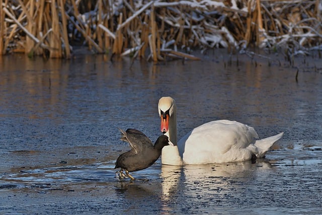 Free download mute swan coot lake winter swan free picture to be edited with GIMP free online image editor