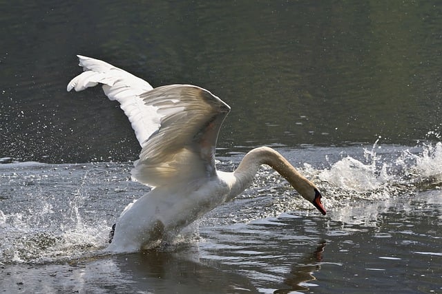 Free download mute swan lake area spring park free picture to be edited with GIMP free online image editor