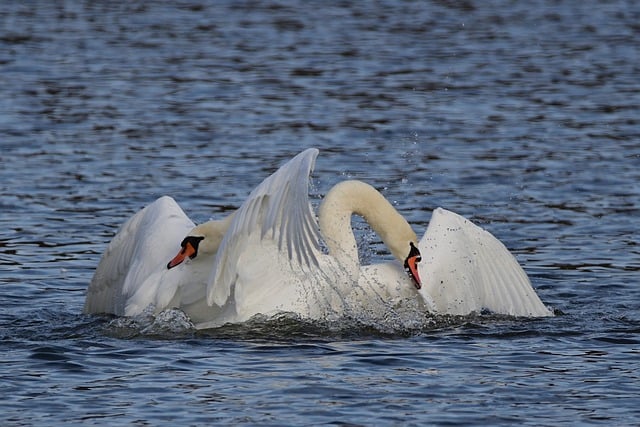 Free download mute swans lake winter park nature free picture to be edited with GIMP free online image editor