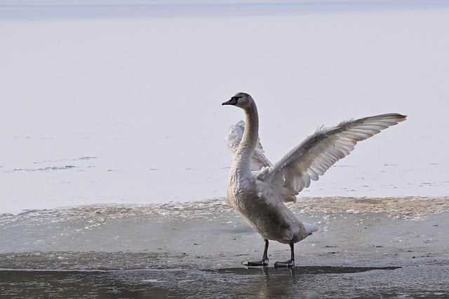 Free download mute swan swan cub winter wings free picture to be edited with GIMP free online image editor