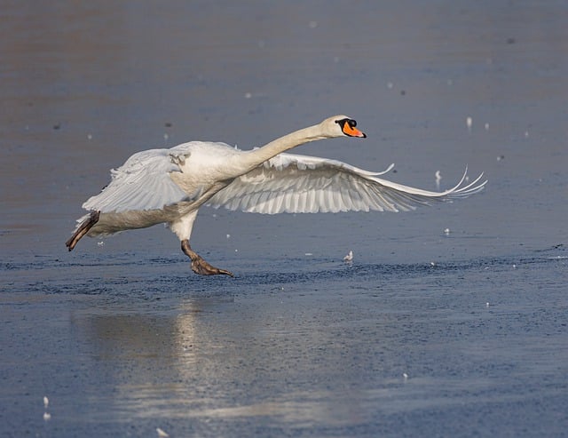 Free download mute swan swan river ornithology free picture to be edited with GIMP free online image editor