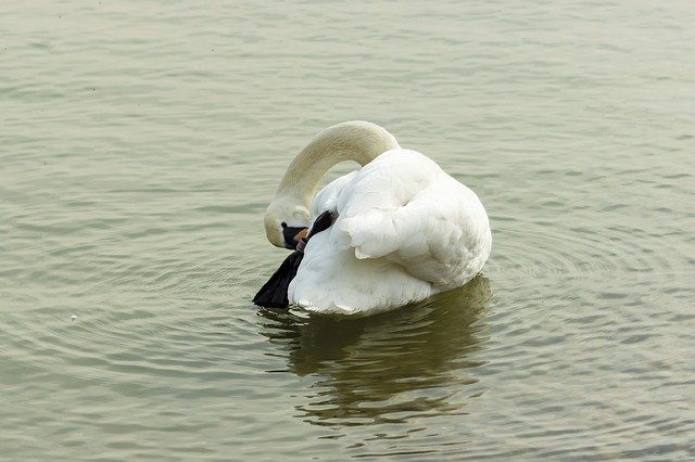 Free download Mute Swan Water Bird -  free photo or picture to be edited with GIMP online image editor