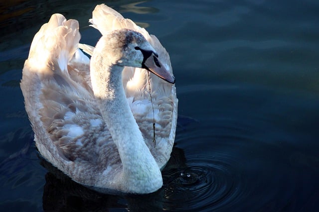 Free download mute swan water bird plumage free picture to be edited with GIMP free online image editor