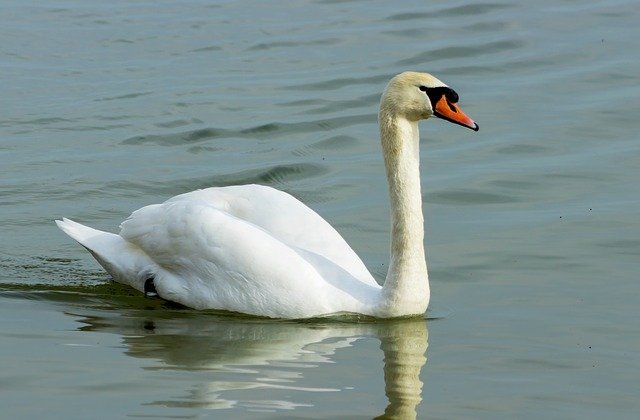 Free download Mute Swan White -  free photo or picture to be edited with GIMP online image editor