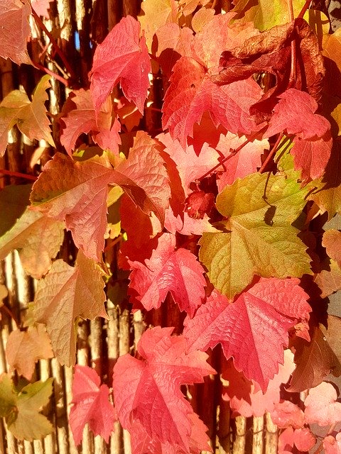 Free download Muurplant Wall Plants Red Leaves -  free photo or picture to be edited with GIMP online image editor