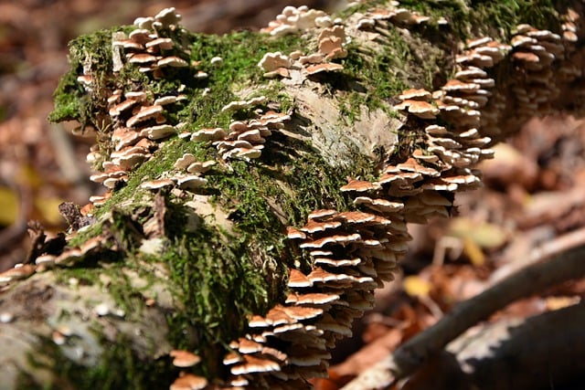 Free download mycology mushrooms down tree free picture to be edited with GIMP free online image editor