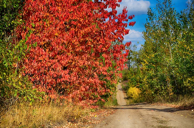 Free download my colored autumn free picture to be edited with GIMP free online image editor