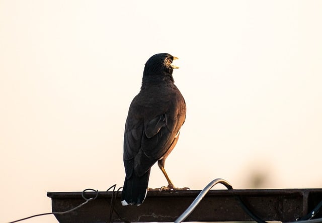 Free download myna avian animal bird wildlife free picture to be edited with GIMP free online image editor