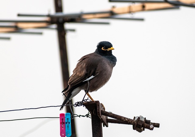 Free download myna indian myna feathers beak free picture to be edited with GIMP free online image editor