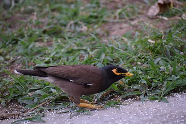 Free download myna mynah foraging bird animal free picture to be edited with GIMP free online image editor