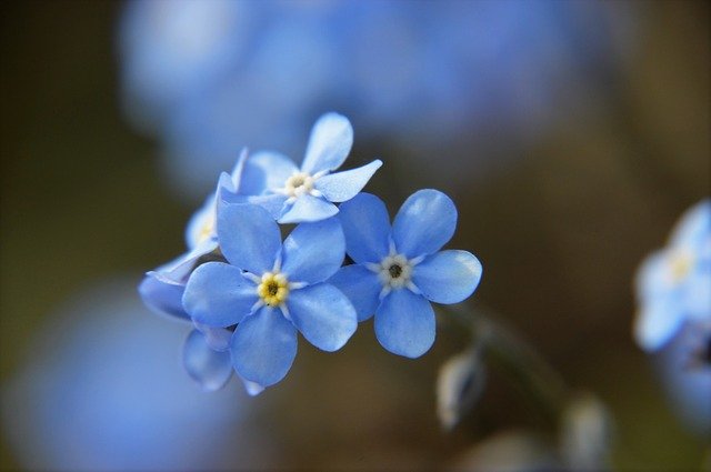 Free download Myosotis Blue Flower -  free photo or picture to be edited with GIMP online image editor