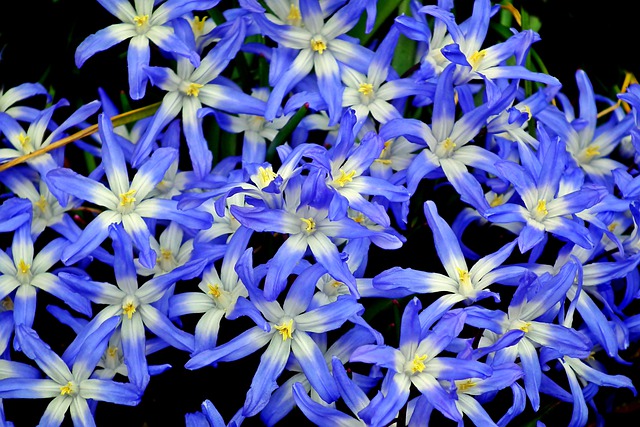 Free download my stars flowers blue blooming free picture to be edited with GIMP free online image editor