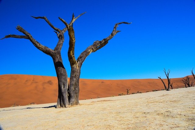 Free download Namibia Dead Vlei Desert -  free photo or picture to be edited with GIMP online image editor