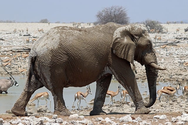 Free download namibia elephant watering hole free picture to be edited with GIMP free online image editor