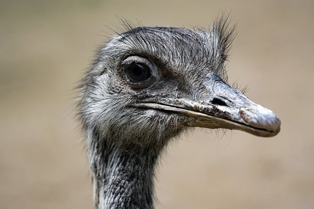 Free download nandu head haired eyes beak free picture to be edited with GIMP free online image editor