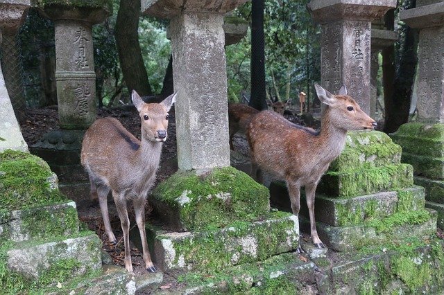 Скачать бесплатно Nara Small Deer Kasuga Taisha - бесплатное фото или изображение для редактирования с помощью онлайн-редактора изображений GIMP