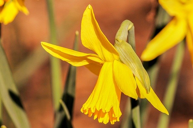 Free download Narcissus Daffodil Spring Flower -  free photo or picture to be edited with GIMP online image editor