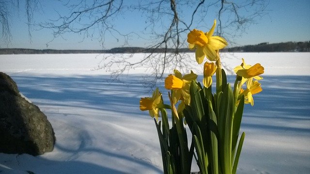 Free download Narcissus Easter Snow -  free photo or picture to be edited with GIMP online image editor