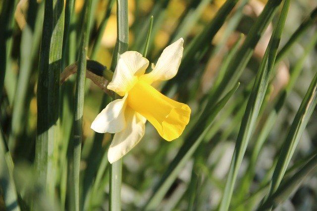 Free download Narcissus Flowering Spring -  free photo or picture to be edited with GIMP online image editor