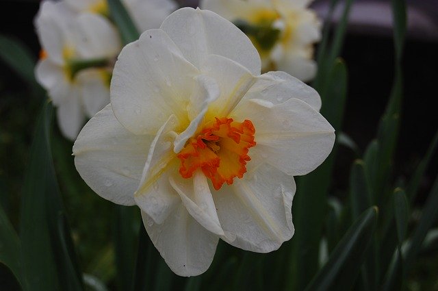 Free download Narcissus Flower Plants -  free photo or picture to be edited with GIMP online image editor