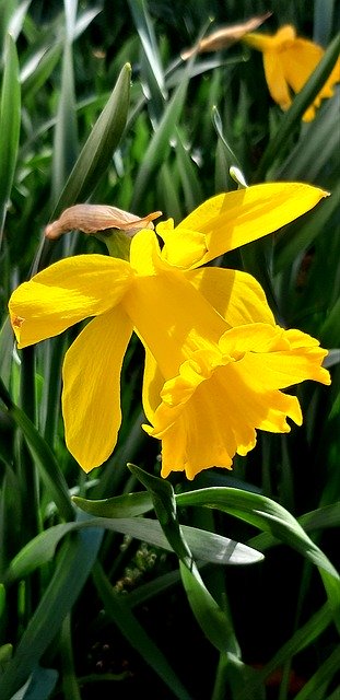 Free download Narcissus Flowers Jellow -  free photo or picture to be edited with GIMP online image editor