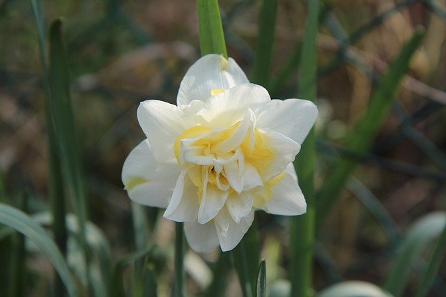 Free download Narcissus Flowers Spring -  free photo or picture to be edited with GIMP online image editor