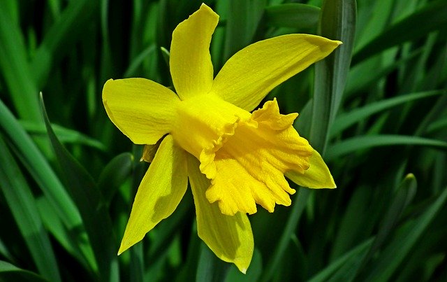 Free download Narcissus Flower Yellow -  free photo or picture to be edited with GIMP online image editor