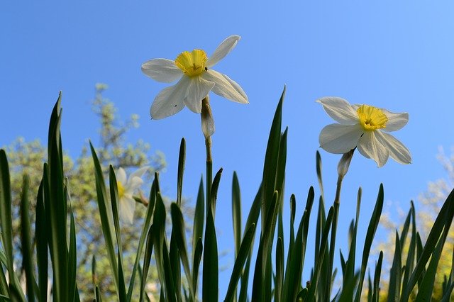 Free download Narcissus Garden Spring -  free photo or picture to be edited with GIMP online image editor