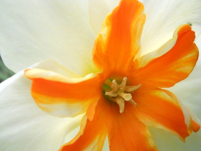 Free download Narcissus Orange Macro -  free photo or picture to be edited with GIMP online image editor