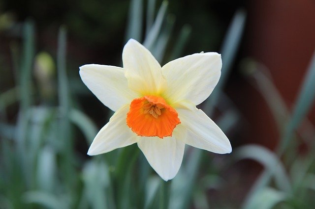 Free download Narcissus Spring Daffodil -  free photo or picture to be edited with GIMP online image editor