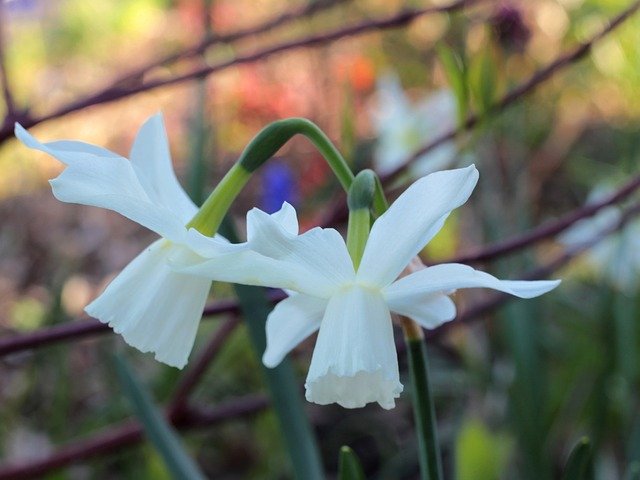 Free download Narcissus White Flowers -  free photo or picture to be edited with GIMP online image editor