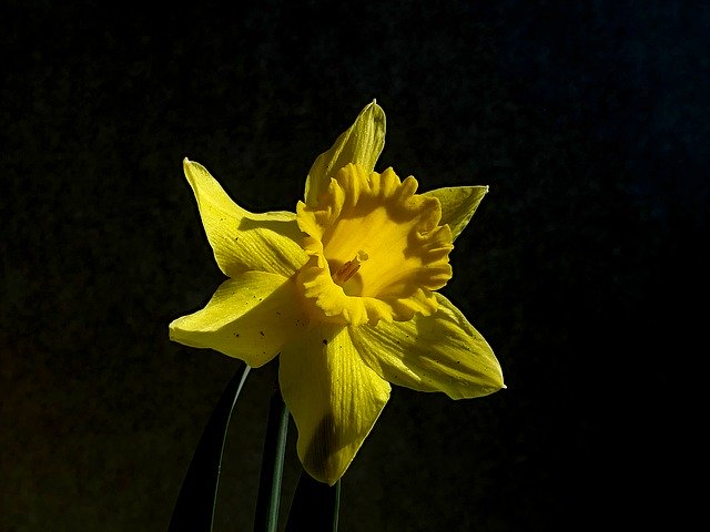 Free download Narcissus Yellow Daffodil -  free photo or picture to be edited with GIMP online image editor