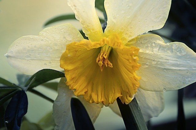 Free download Narcissus Yellow White -  free photo or picture to be edited with GIMP online image editor