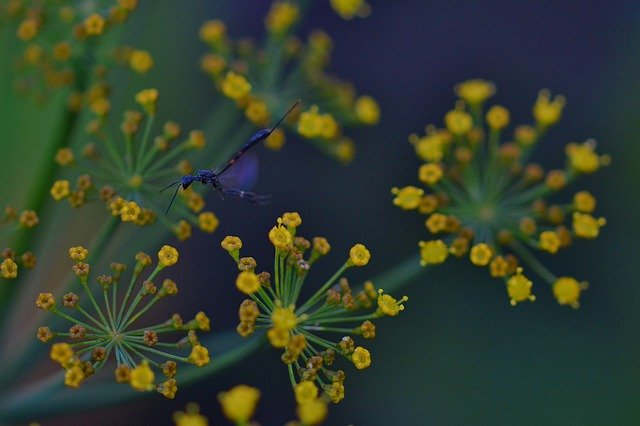 Free download Narrow Abdomen Wasp Insect Dill -  free photo or picture to be edited with GIMP online image editor