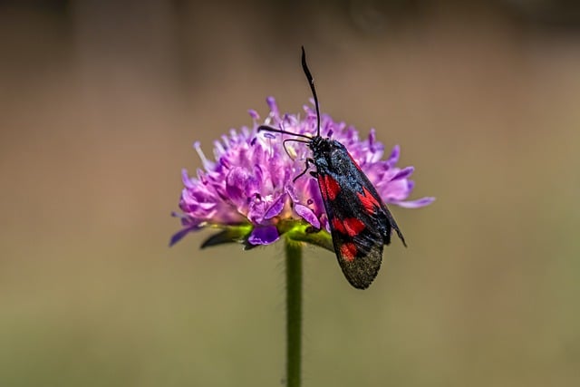 Free download narrow bordered five spot burnet moth free picture to be edited with GIMP free online image editor