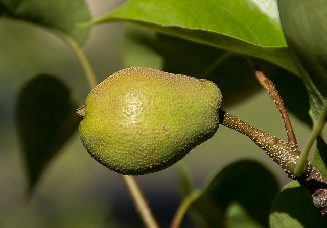 Free download Nashi Pear Asian Pyrus -  free photo or picture to be edited with GIMP online image editor