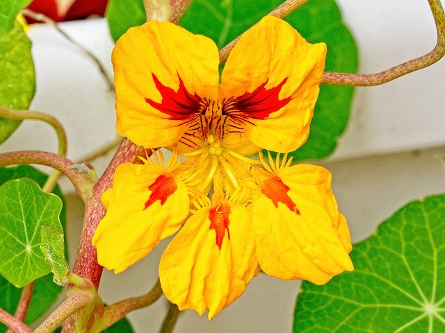 Free download Nasturtium Blossom Bloom -  free free photo or picture to be edited with GIMP online image editor