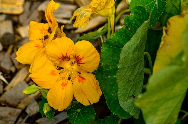 Free download Nasturtium Flower Garden -  free photo or picture to be edited with GIMP online image editor