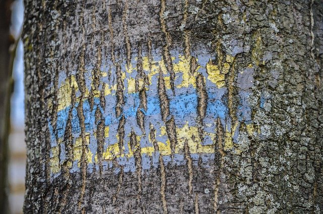 Free download national colours of ukraine tree bark free picture to be edited with GIMP free online image editor