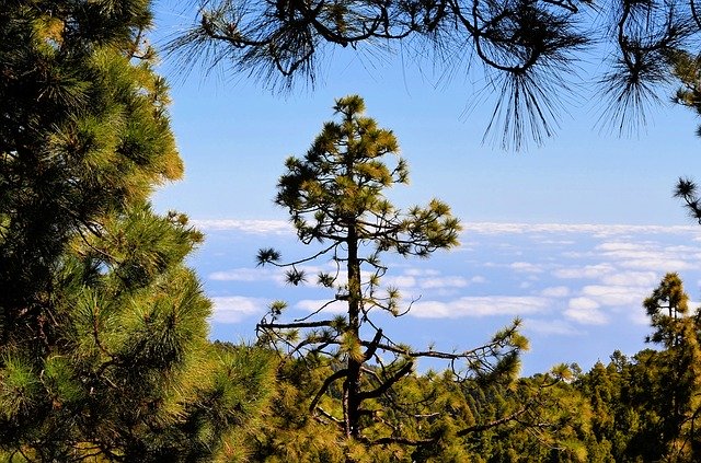 ດາວ​ໂຫຼດ​ຟຣີ National Park La Palma Canary - ຮູບ​ພາບ​ຟຣີ​ຫຼື​ຮູບ​ພາບ​ທີ່​ຈະ​ໄດ້​ຮັບ​ການ​ແກ້​ໄຂ​ກັບ GIMP ອອນ​ໄລ​ນ​໌​ບັນ​ນາ​ທິ​ການ​ຮູບ​ພາບ​