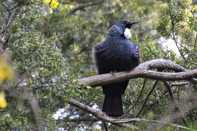 Free download native tui kowhai tree nectar bird free picture to be edited with GIMP free online image editor