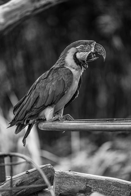 Free download natural animal birds parrot macaw free picture to be edited with GIMP free online image editor