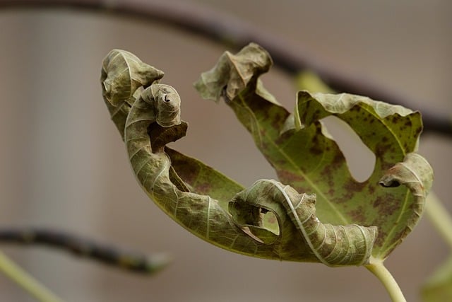 Free download natural autumn shriveled curly free picture to be edited with GIMP free online image editor