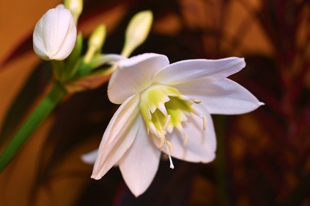 Free download Naturaleza Flor Blanca -  free photo or picture to be edited with GIMP online image editor