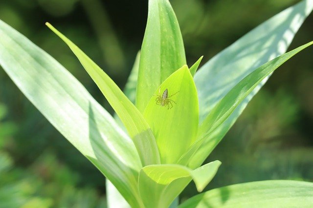 Free download Natural Insect Summer -  free photo or picture to be edited with GIMP online image editor