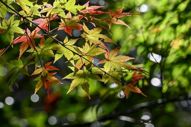 Free download natural plant autumnal leaves maple free picture to be edited with GIMP free online image editor