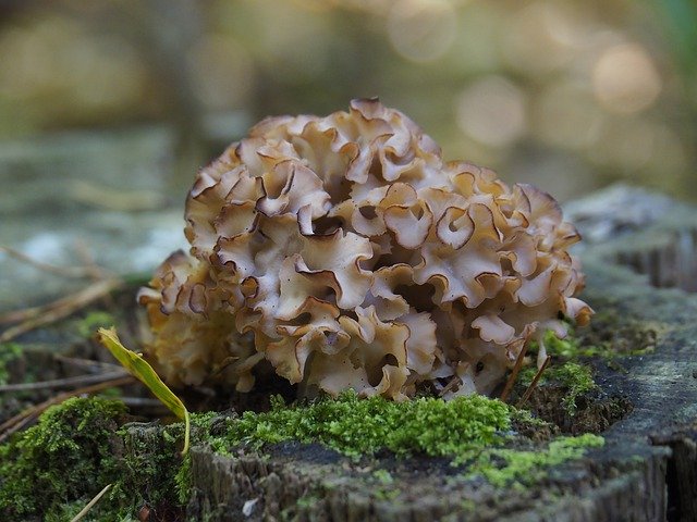 Free download Nature Agaric Mushrooms -  free photo or picture to be edited with GIMP online image editor