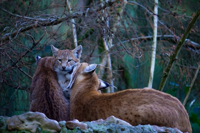 Free download nature animal mammal lynx species free picture to be edited with GIMP free online image editor