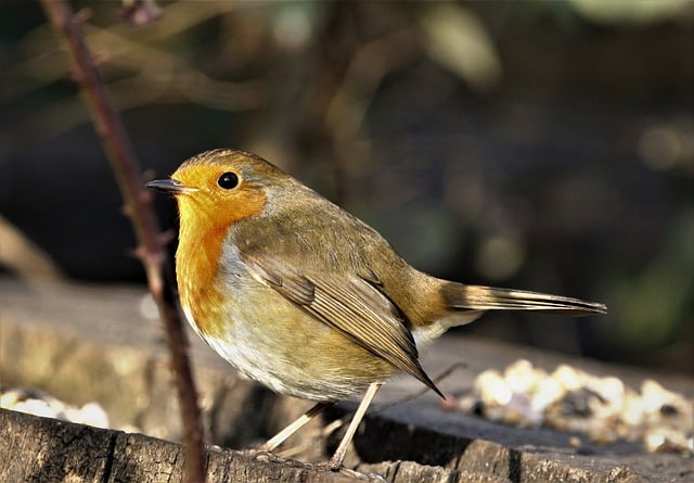 Free download nature animal robin robin redbreast free picture to be edited with GIMP free online image editor