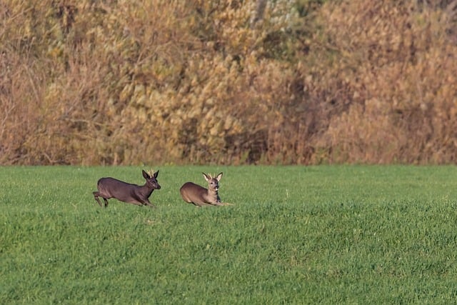 Free download nature animals deer running mammal free picture to be edited with GIMP free online image editor